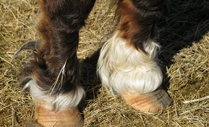 Close up of horses front hoofs